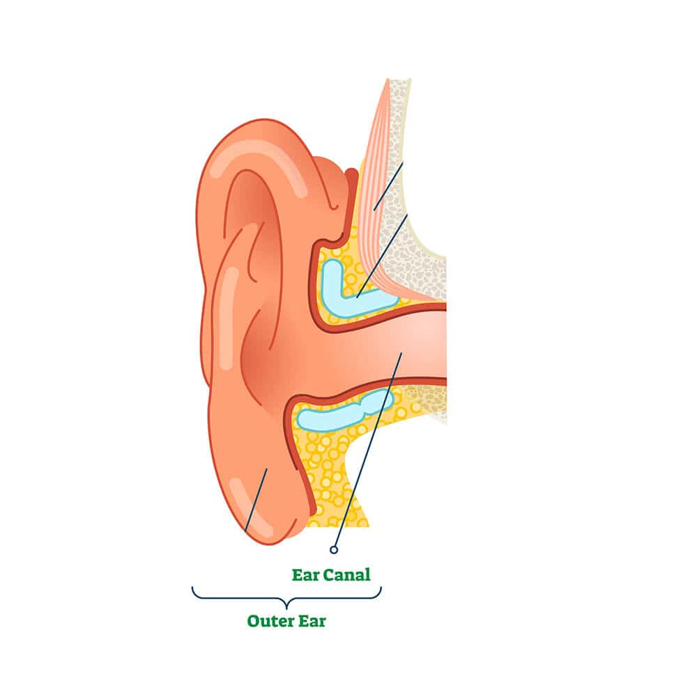 bigstock-Anatomy-Of-The-Ear-Labeled-He-351 conductive hearing loss-01 copy 2