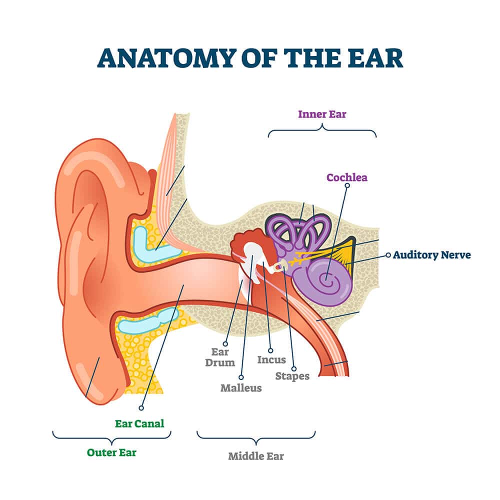 how-does-hearing-work-cook-hearing-and-balance